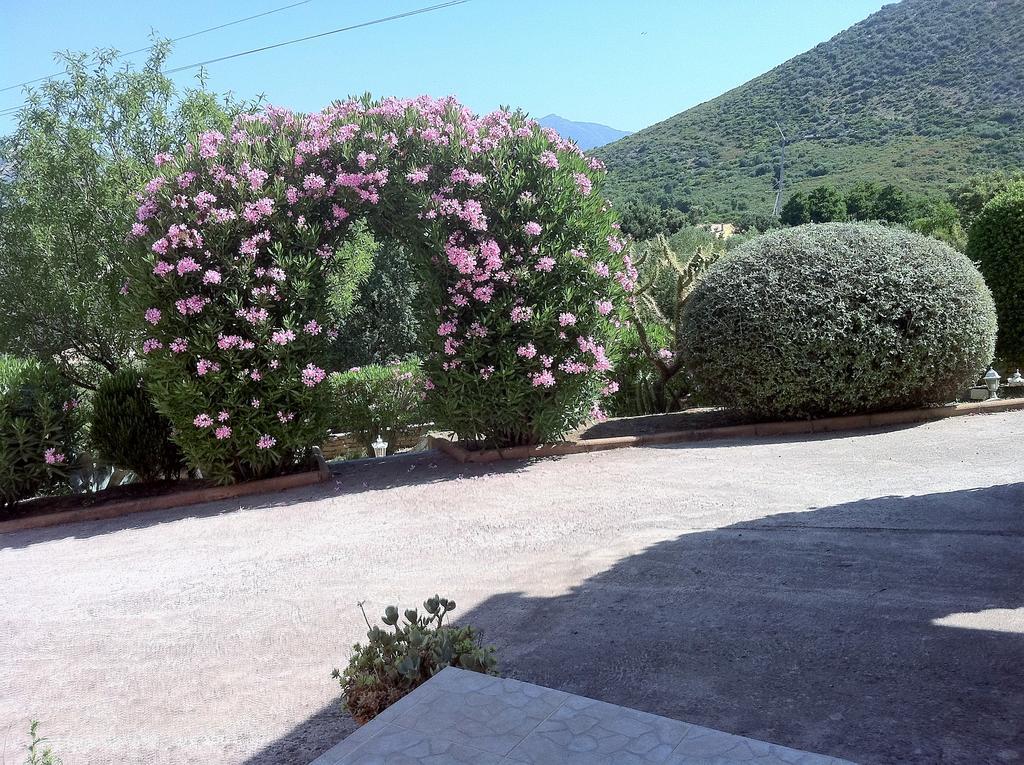 Villa Elofred Saint-Florent  Eksteriør billede